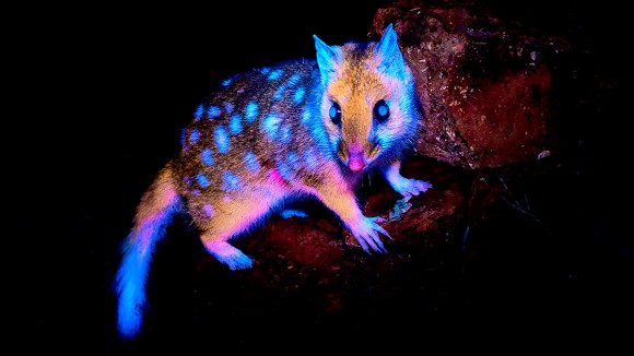 Pentingnya Regulasi dan Etika dalam Perkembangan Kecerdasan Buatan