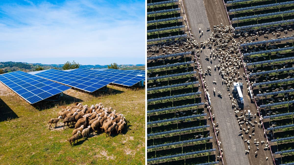 Menggabungkan Peternakan dan Energi Surya: Masa Depan Agrivoltaics di Australia