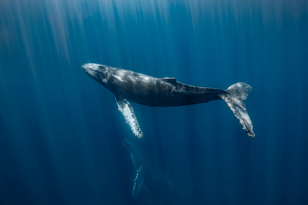 Whale Bitcoin Lama Pindahkan 3.000 BTC Setelah 10 Tahun, Apa Artinya?