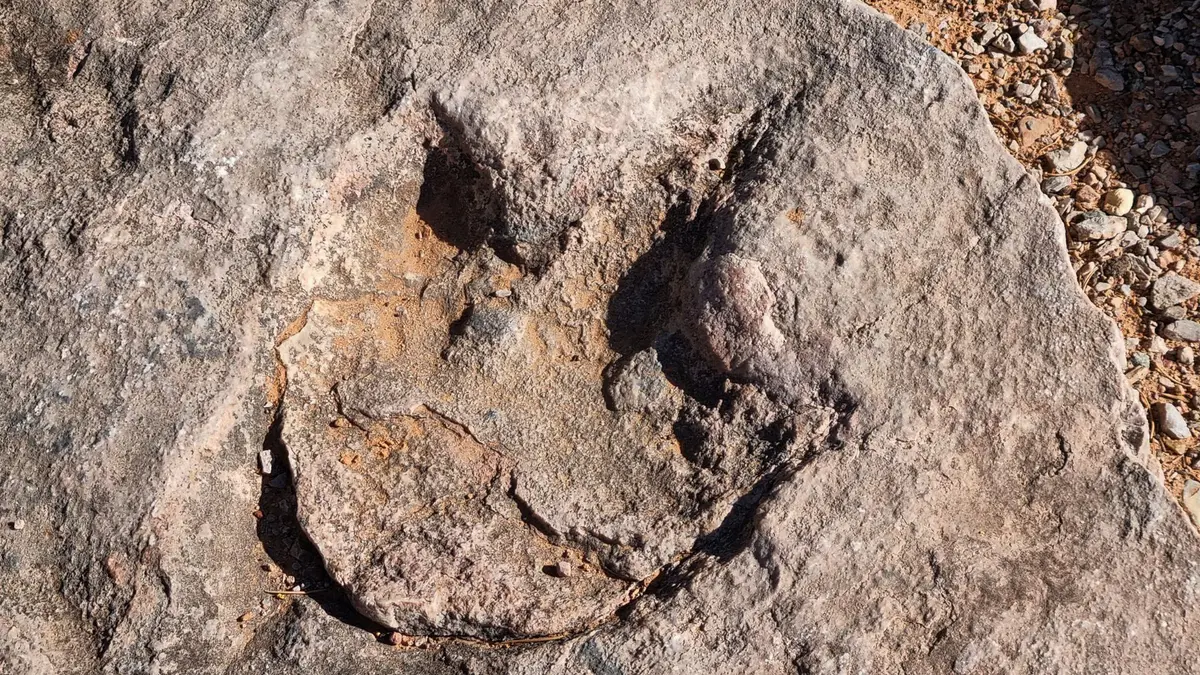 Banjir Besar di Texas Ungkap Jejak Dinosaurus Langka Berusia 110 Juta Tahun