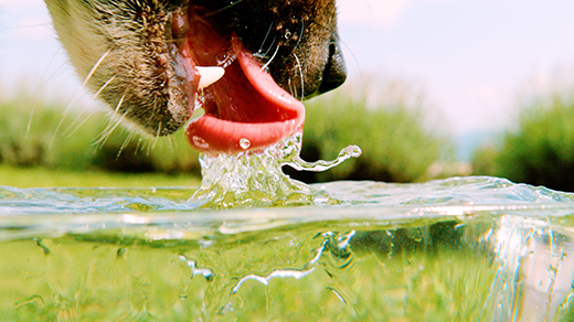 Bagaimana Otak Mengatur Rasa Dahaga dan Kebutuhan Air dalam Tubuh Kita