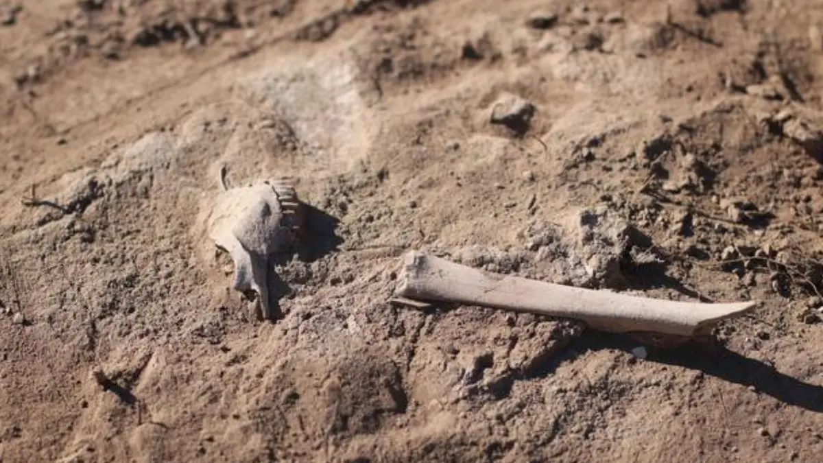 Penemuan Baru Ungkap Peran Domba dalam Penyebaran Wabah Kuno 4000 Tahun Lalu