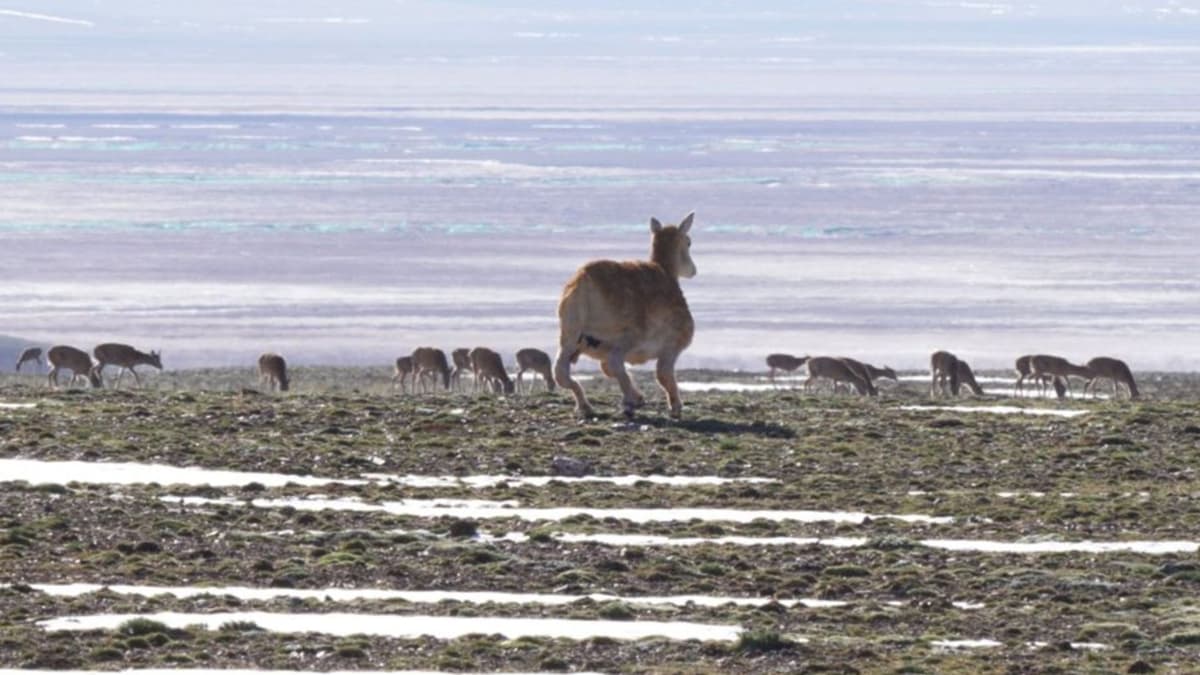 Robot Antelop Tibet Canggih Dukung Konservasi Satwa di Pegunungan Tinggi