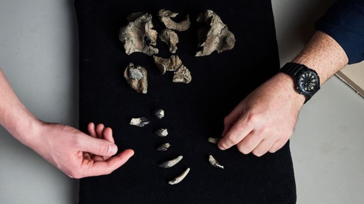 Fosil Paus Unik Ditemukan di Victoria: Predator Laut Purba Terungkap