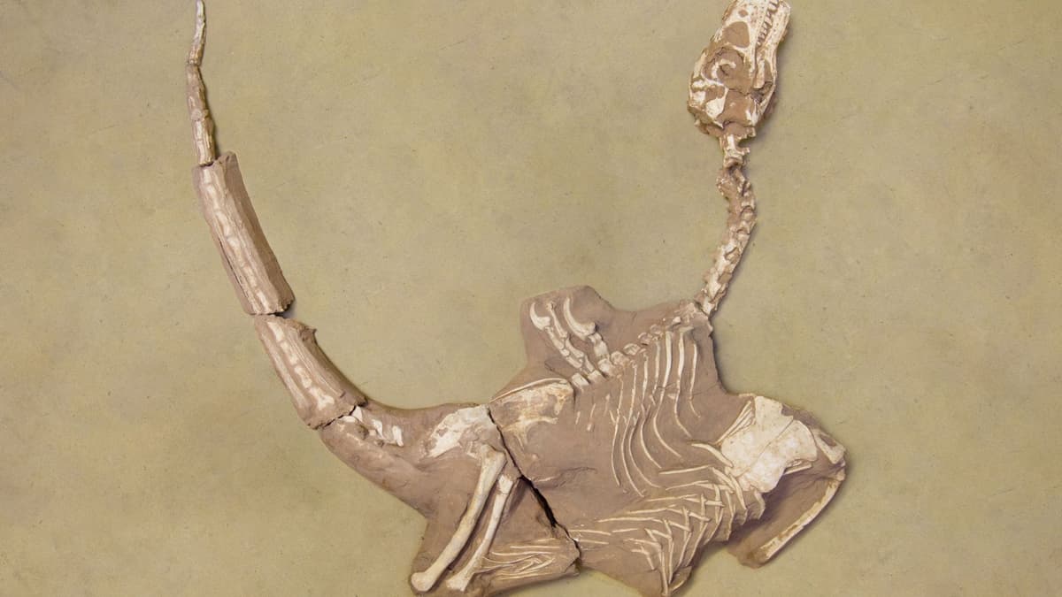 Shri rapax: Raptor Baru Dengan Tangan Kuat Ditemukan di Gurun Gobi