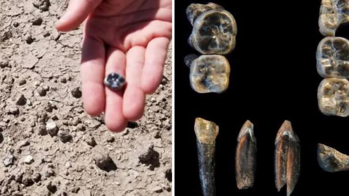 Penemuan Fosil Baru Ungkap Evolusi Manusia Lebih Kompleks dan Beragam