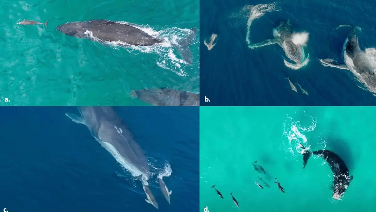 Interaksi Permainan Lumba-Lumba dan Paus Tunjukkan Hubungan Saling Menguntungkan