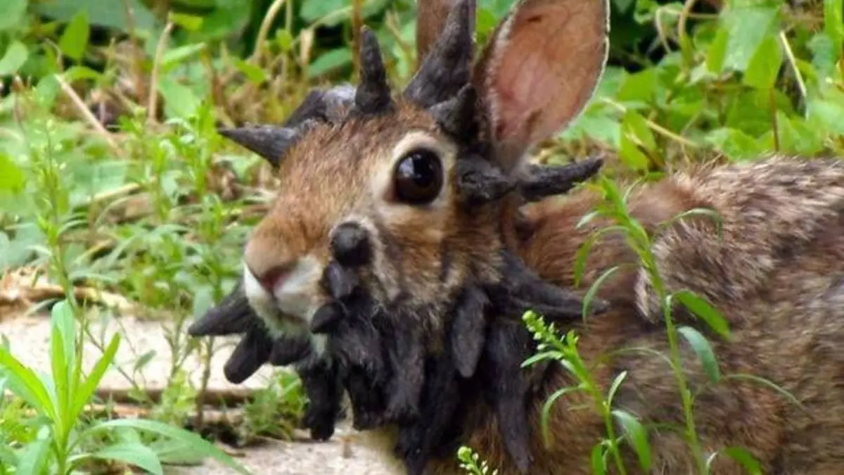Kelinci Bertanduk di Colorado: Fakta Virus Shope dan Imbauan Satwa Liar