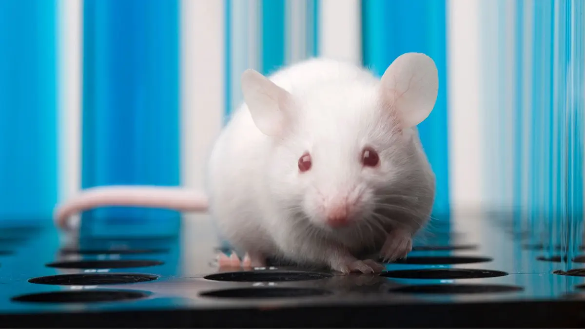 Sel Sperma Tikus Tetap Sehat Setelah Enam Bulan di Stasiun Luar Angkasa