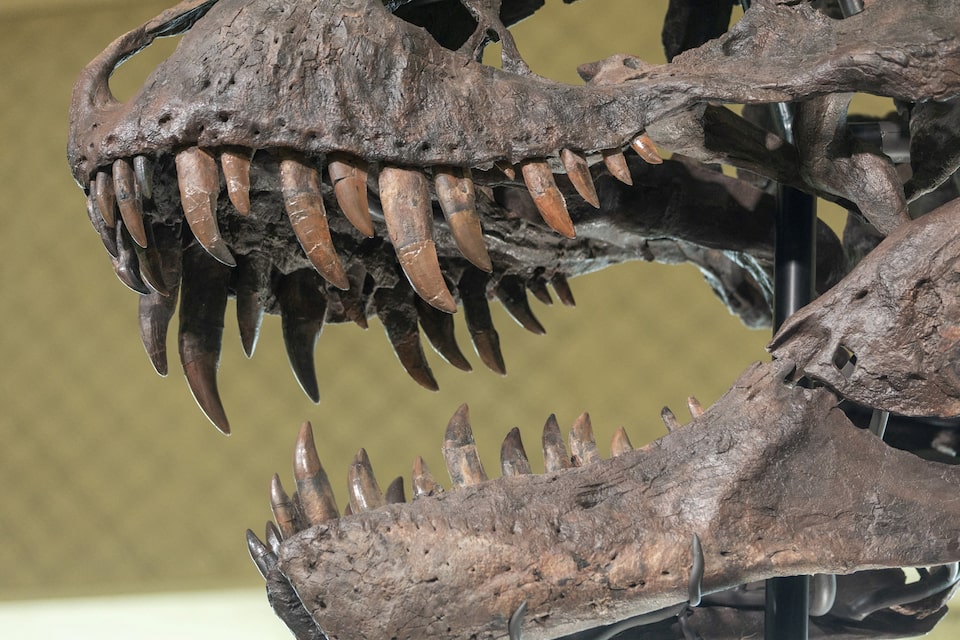 Cara Berbeda Dinosaurus Pemangsa Raksasa Menyesuaikan Gigitan Mereka
