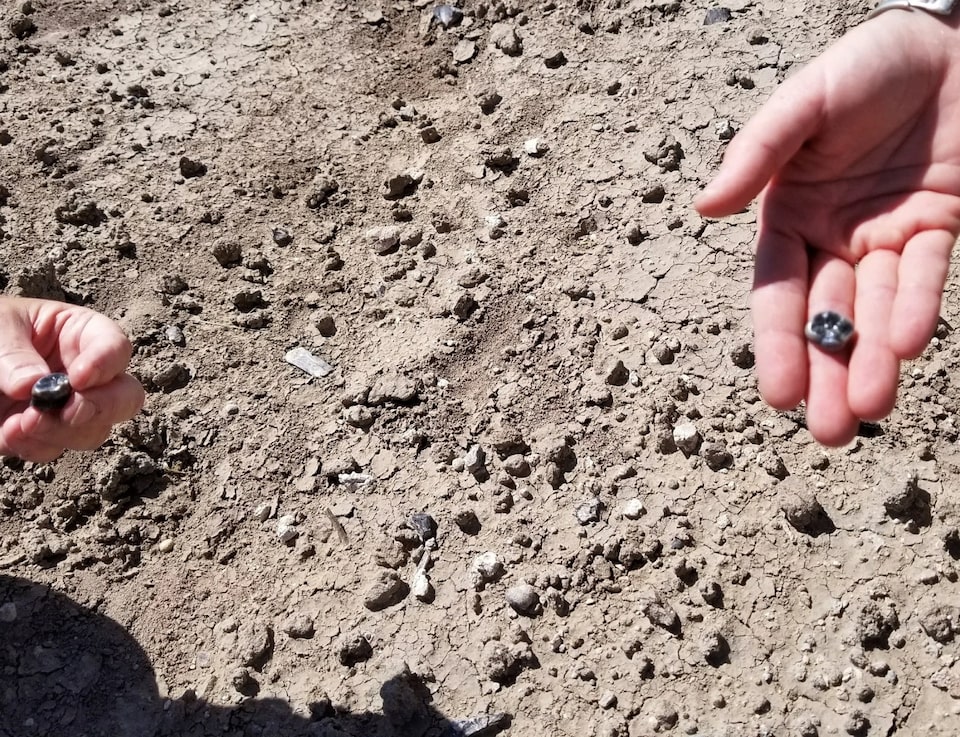 Fosil Gigi Baru Ungkap Spesies Australopithecus yang Hidup Bersama Homo Awal