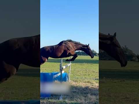 Rahasia Kekuatan Hewan Kecil: Mengungkap Hukum Skala dalam Alam