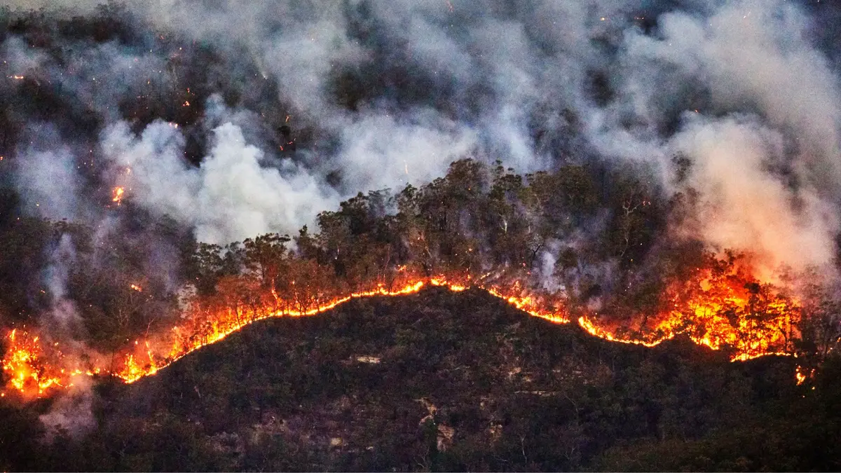 Asap Kebakaran Hutan Lebih Mematikan dari yang Diperkirakan Sebelumnya