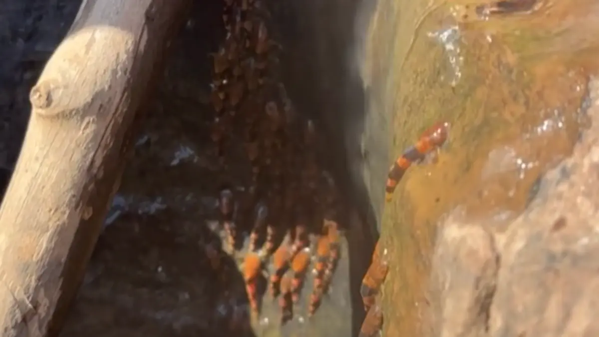 Fenomena Unik: Ikan Lele Bumblebee Memanjat Air Terjun di Brasil