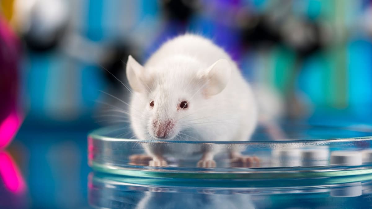 Ilmuwan Cina Ciptakan Terapi Sel Transplantasi Otak Untuk Atasi Depresi Berat