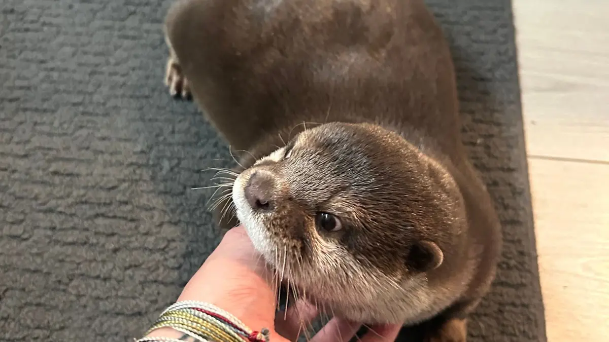 Berang-berang Splash, Mitra Penyelamat Baru di Misi Air yang Berbahaya