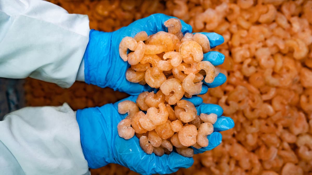 Peringatan FDA: Udang Beku Impor dari Indonesia Terkontaminasi Radioaktif