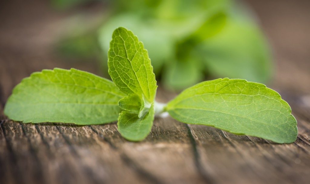 Fermentasi Ekstrak Daun Stevia: Terobosan Baru Obat Kanker Pankreas