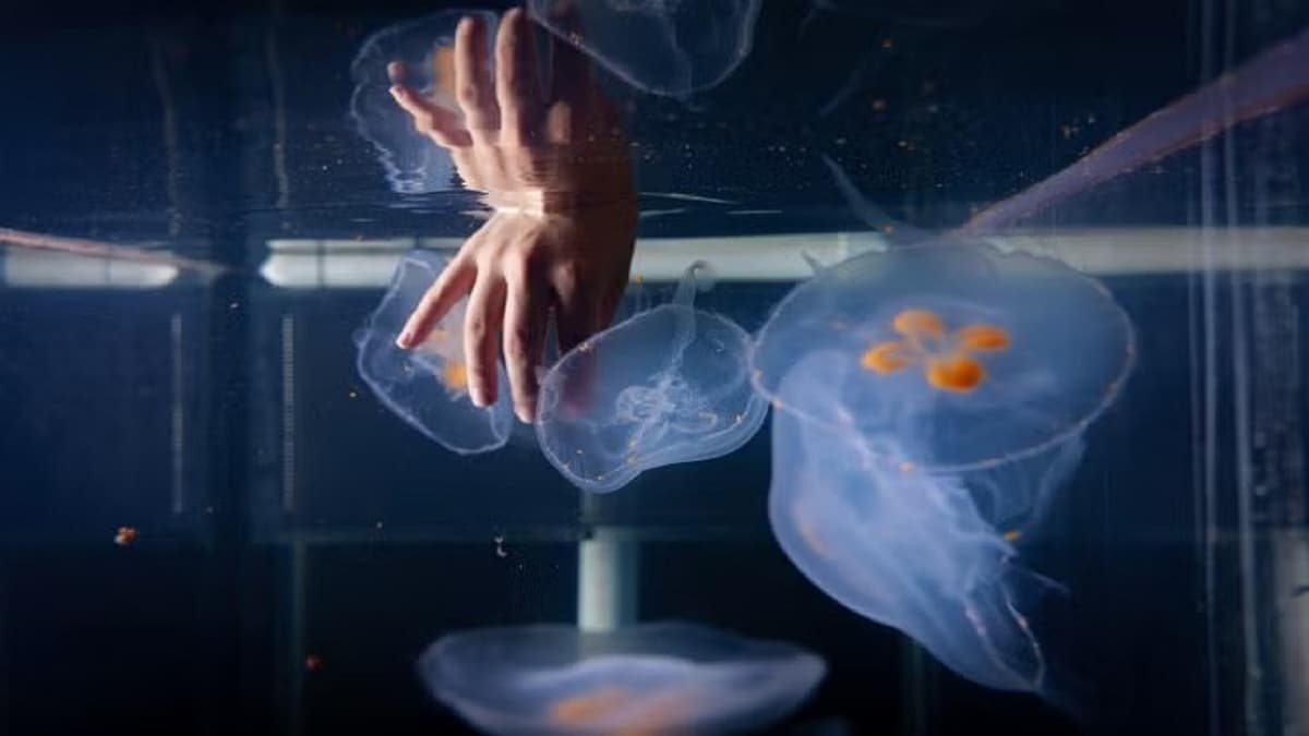Moon Jellyfish Jadi 'Robot Hidup' untuk Eksplorasi Laut Dalam yang Sulit Dijangkau