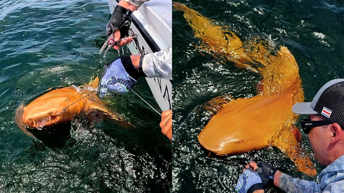 Hiu Berwarna Oranye Langka Ditemukan di Karibia Costa Rica dengan Kondisi Xanthism