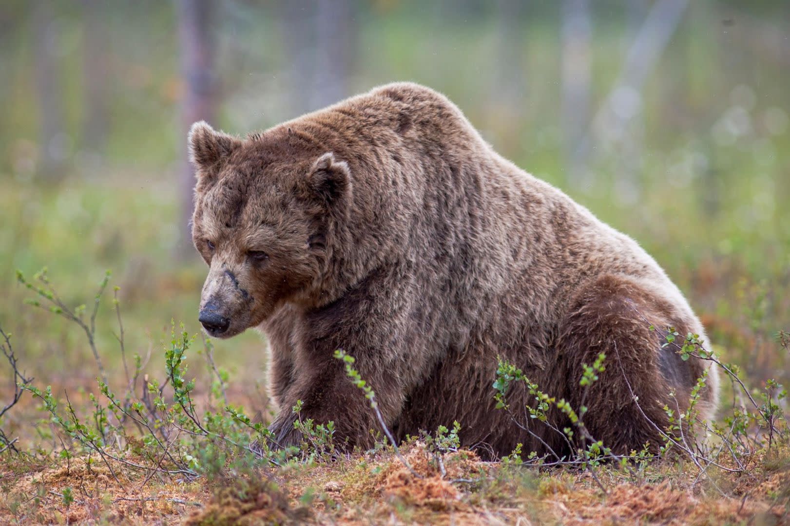 Pasar Crypto Bergejolak: Bitcoin Turun, Token Selebriti Melonjak dan Pertarungan Bisnis Blockchain