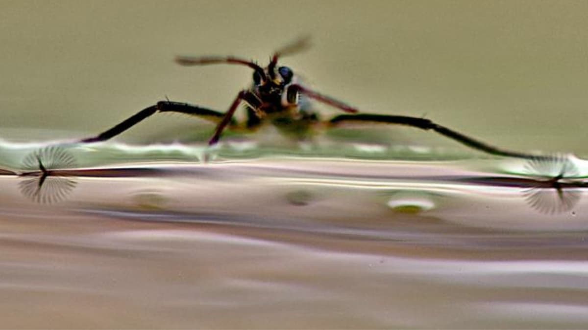 Rahasia Kecepatan Serangga Air Menginspirasi Robot Mikro Futuristik