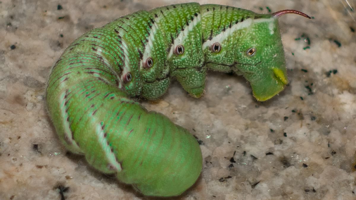 Belalang Daun Tembakau Memilih Diam sebagai Cara Mengatasi Rasa Sakit