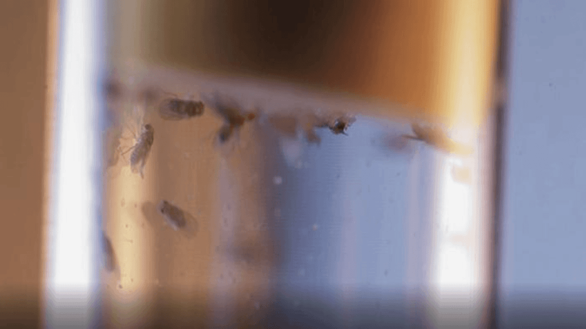 Mengapa Lalat Buah Bisa Tidur Tapi Tetap Tangguh Bangun Saat Bahaya