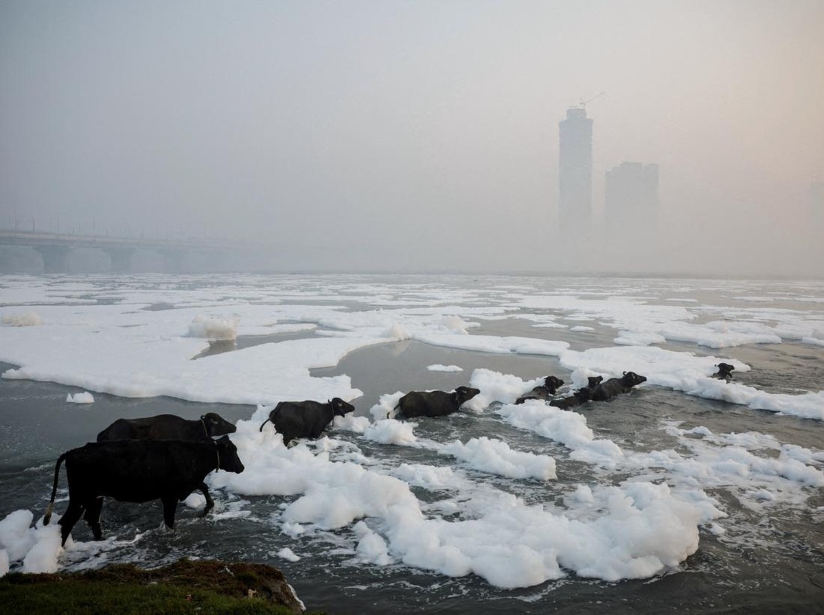 Fenomena Langka: Ribuan Ikan Lele Bumblebee Memanjat Air Terjun di Brasil