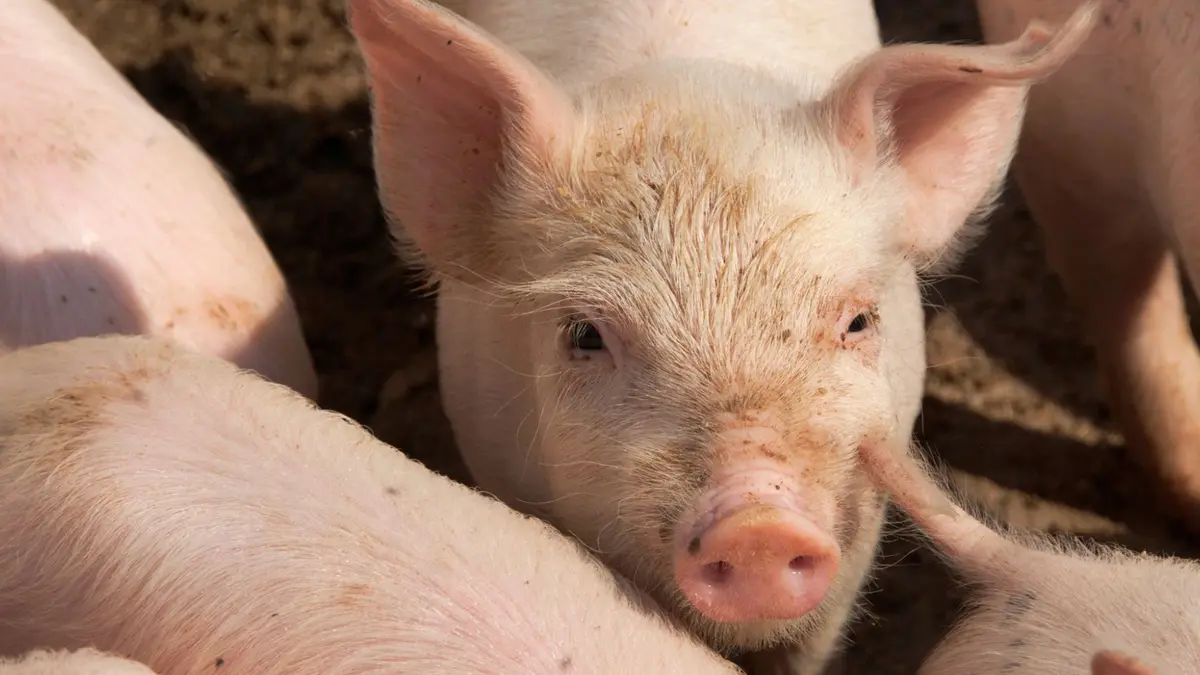 Transplantasi Paru-paru Babi ke Manusia: Langkah Awal Atasi Kekurangan Organ