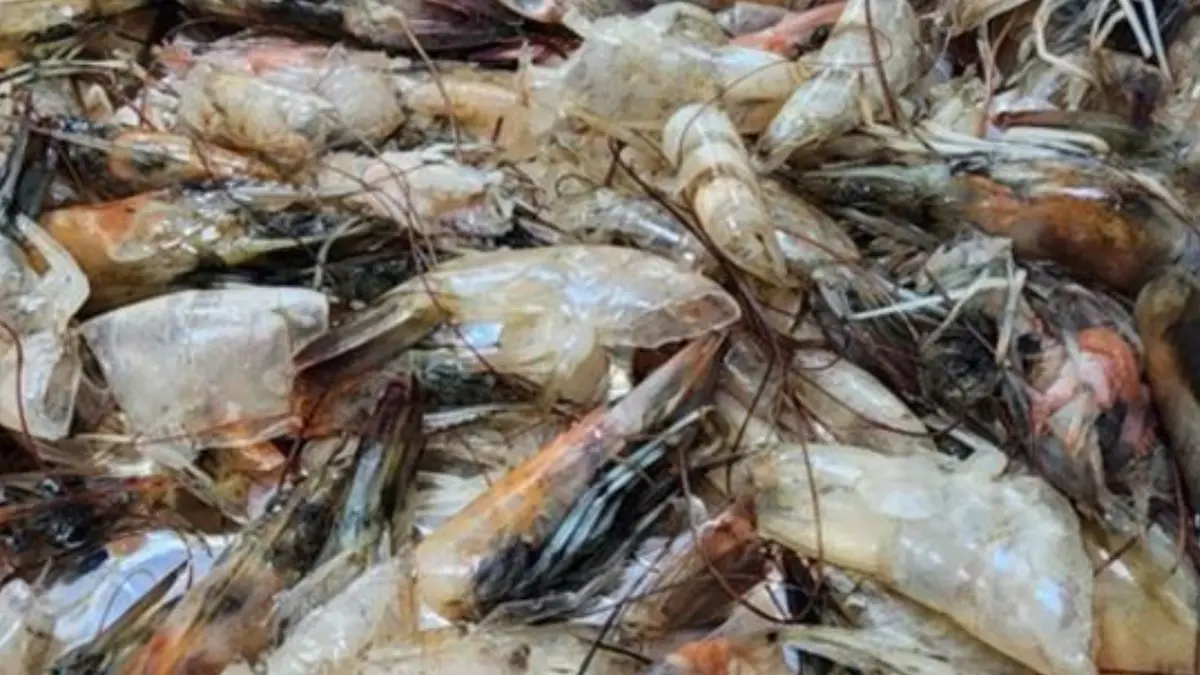 Mengubah Limbah Udang Jadi Karbon Aktif Penangkap CO₂ untuk Klimatologi