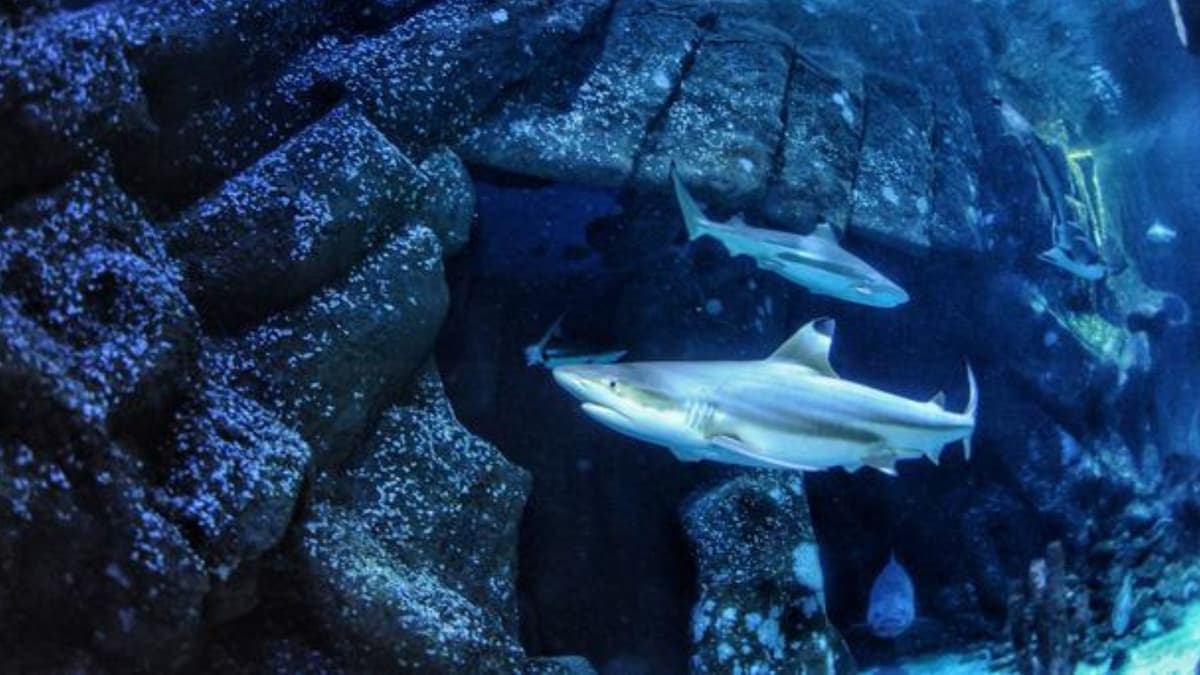 Asidifikasi Laut Membuat Gigi Hiu Jadi Rapuh dan Berisiko Rusak