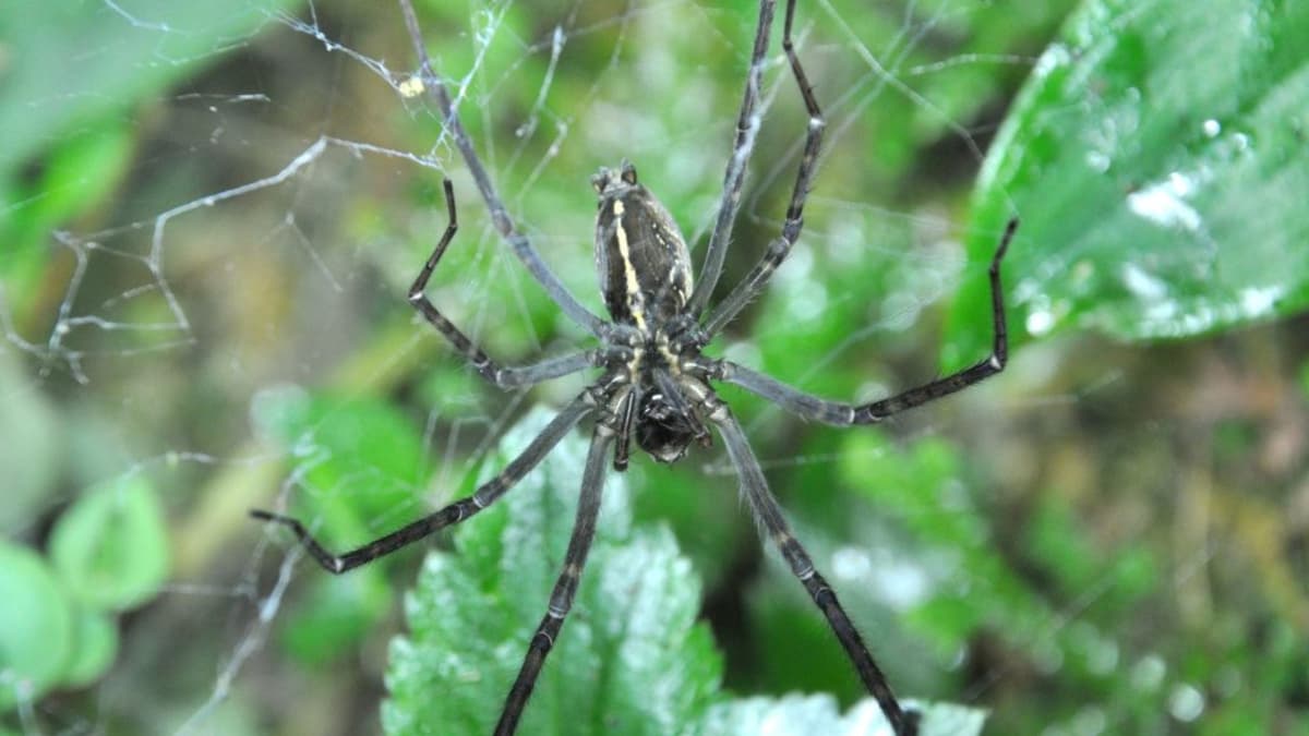 Laba-Laba Nokturnal Manfaatkan Cahaya Kunang-Kunang Untuk Menangkap Mangsa