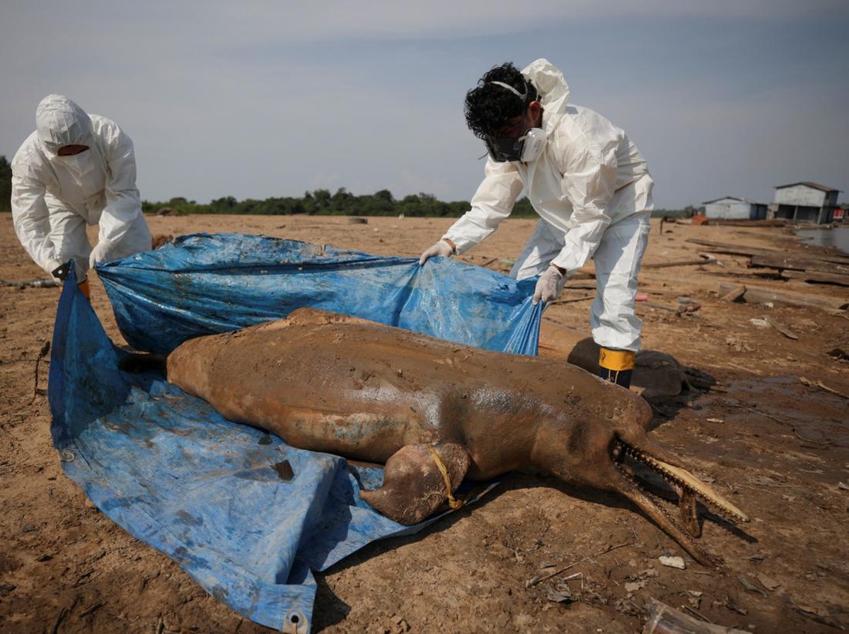 Lumba-Lumba Hidung Botol Berani Makan Ular Laut Beracun, Begini Prosesnya