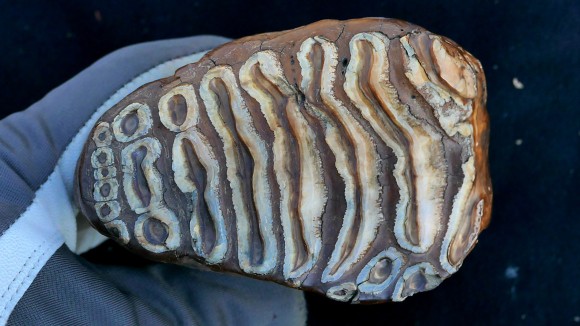 DNA Mikroba Kuno Mammoth Ungkap Bakteri Penyebab Penyakit Seperti pada Gajah Modern