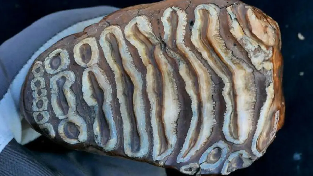 Penemuan DNA Mikroba Tertua dari Mammoth Membuka Wawasan Baru Evolusi