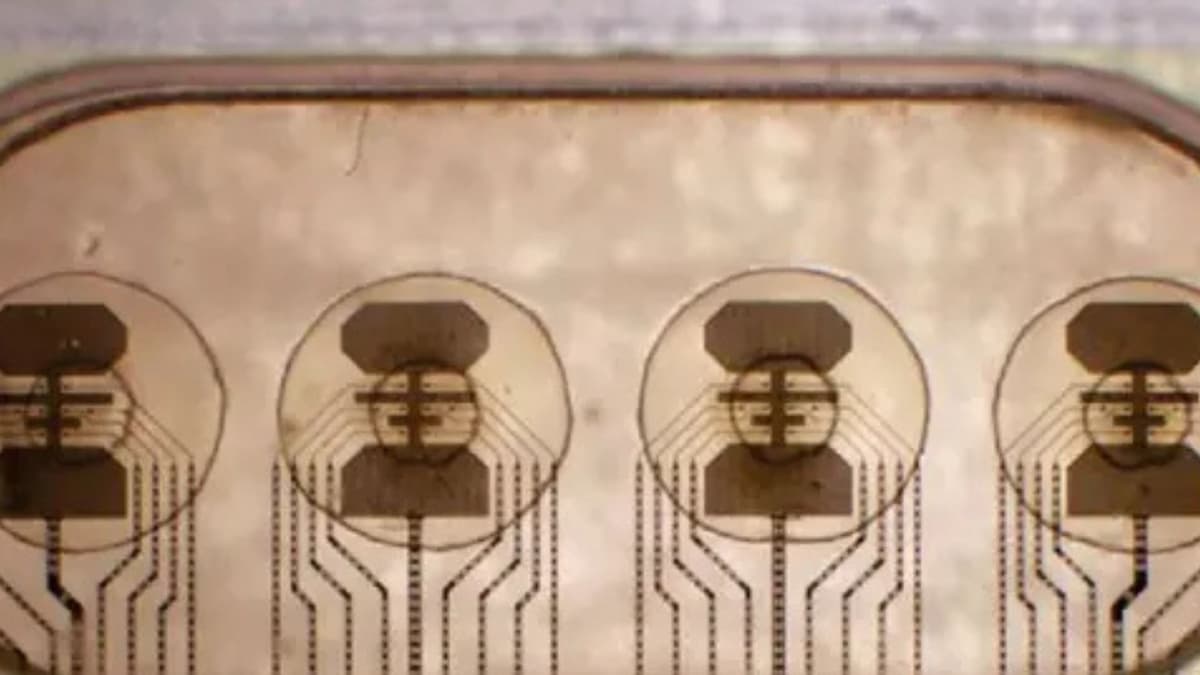 Komputer Hidup: Masa Depan Komputasi dengan Bakteri sebagai Otak Pengolah