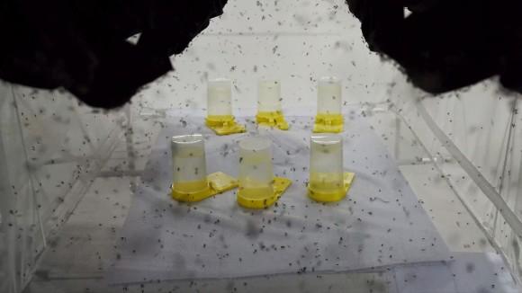 Pabrik Nyamuk Wolbachia di Brasil: Inovasi Lawan Demam Berdarah