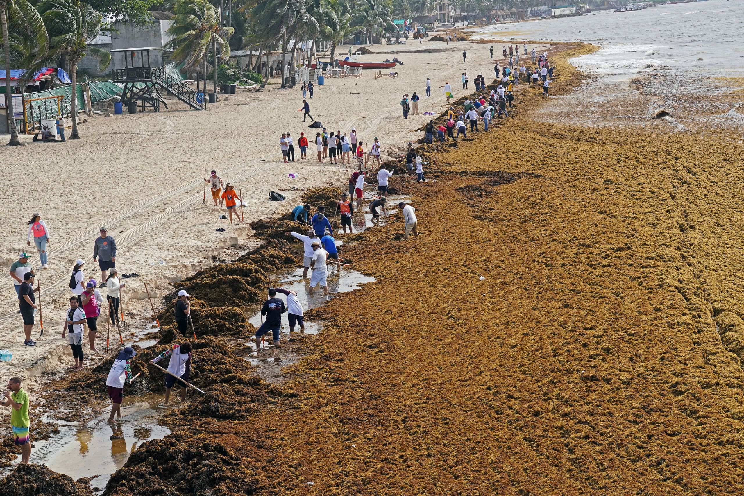 Mengubah Masalah Sargassum Jadi Energi dan Bahan Konstruksi Ramah Lingkungan