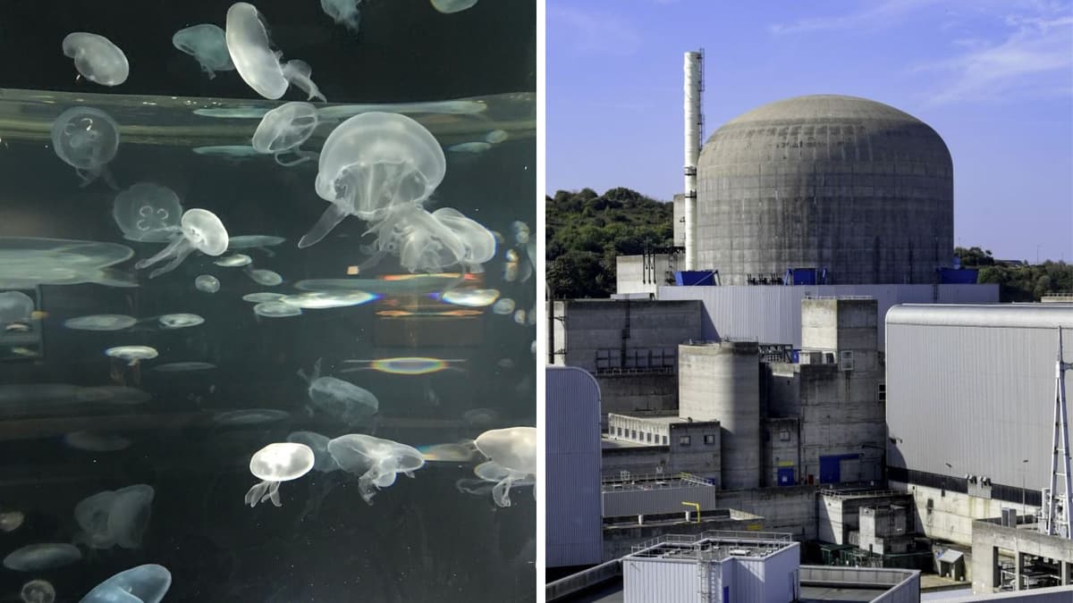 Kawanan Ubur-ubur Terobos Pembangkit Nuklir Paluel, Mengancam Pasokan Energi Prancis