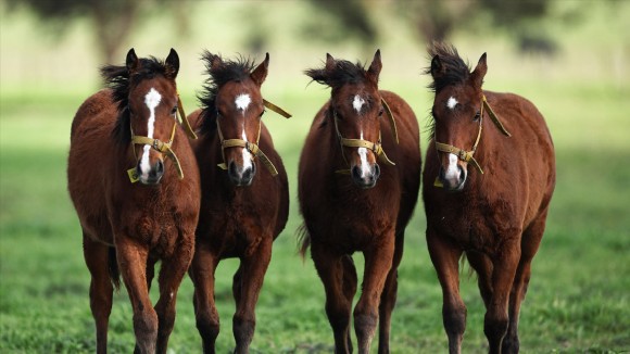 Kuda CRISPR Pertama di Dunia: Revolusi Genetik yang Kontroversial