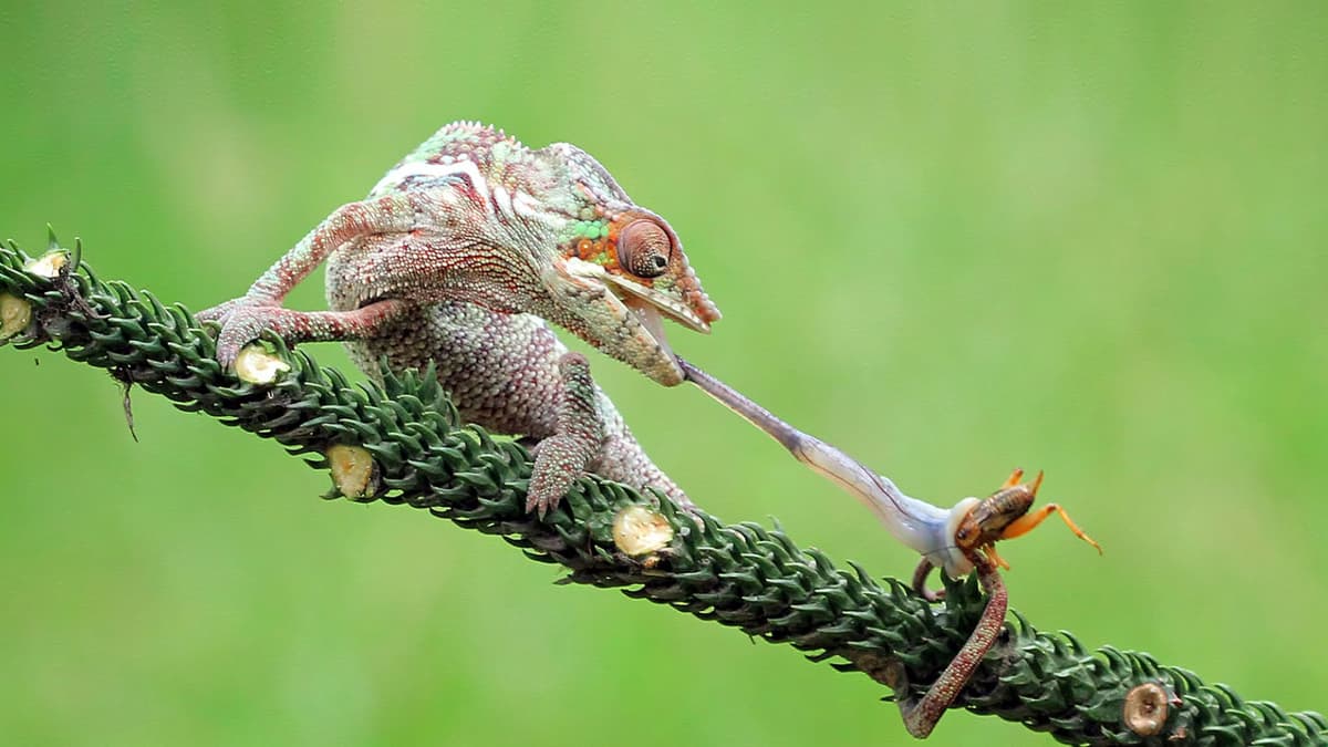 Mekanisme Peluncuran Lidah Salamander dan Bunglon Bisa Jadi Inspirasi Alat Medis Baru
