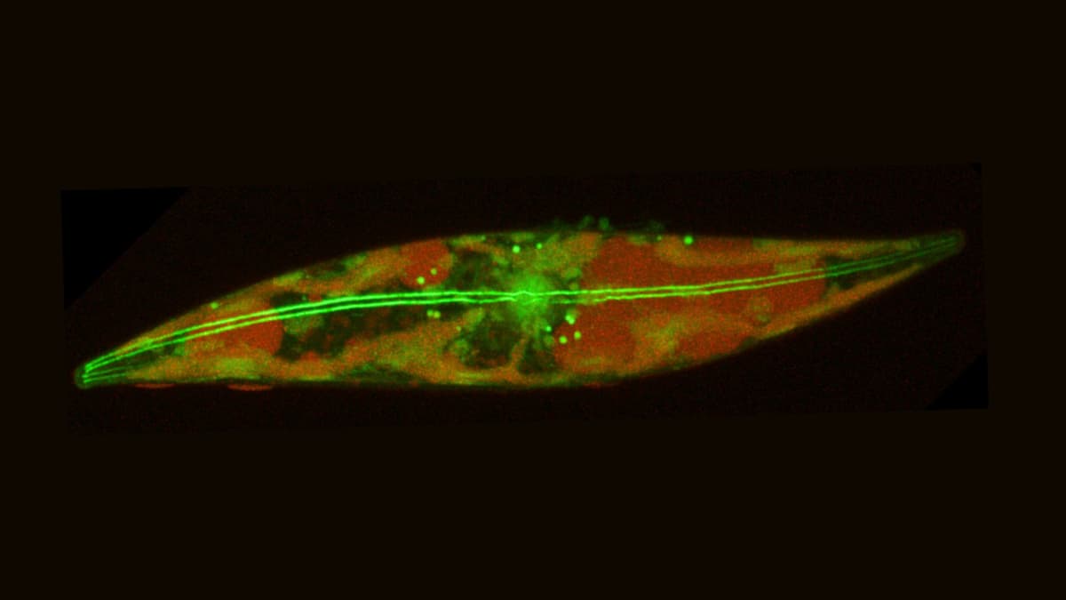 Penemuan Diatom Kutub yang Aktif Bergerak di Suhu Ekstrem –15°C