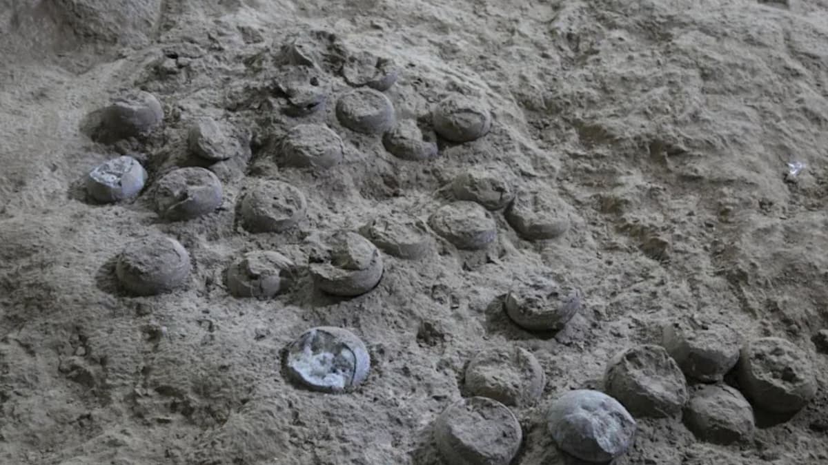 Metode Laser Baru Mengungkap Usia Tepat Telur Dinosaurus 85 Juta Tahun Lalu