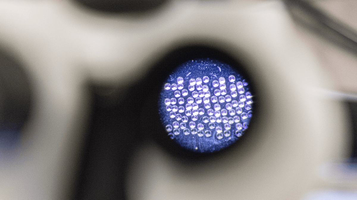 Mikroskop Mini Terobosan Baru Untuk Mengamati Otak Tikus Saat Bergerak