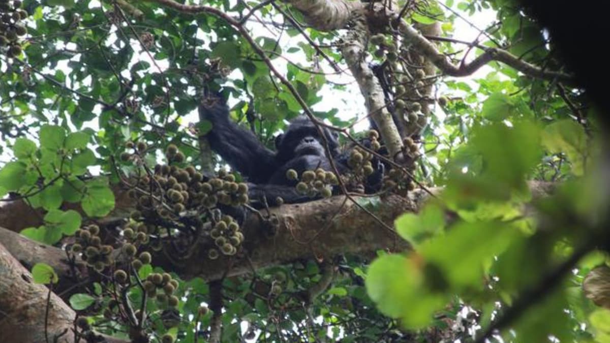 Simpanse di Afrika Konsumsi Alkohol Sehari-Hari dari Buah yang Dimakan