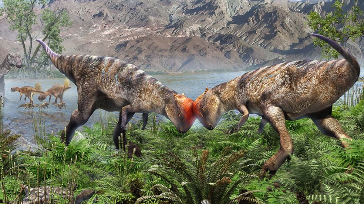 Penemuan Fosil Pachycephalosaurus Tertua dan Terlengkap di Gurun Gobi