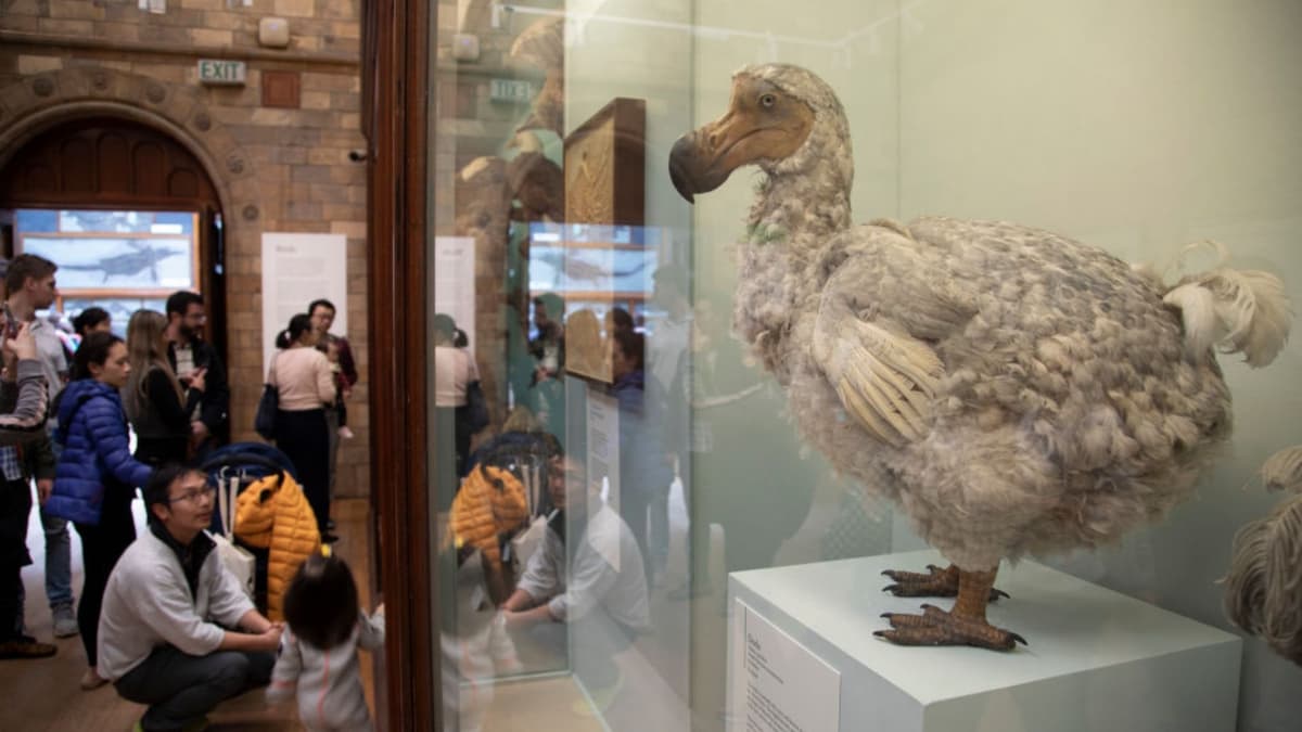 Colossal Biosciences Berhasil Kembangkan Sel untuk Hidupkan Kembali Burung Dodo Punah