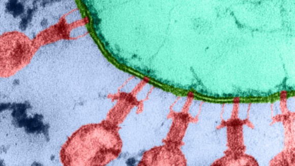 AI Mendesain Virus Pembunuh Bakteri untuk Atasi E. coli Resisten Antibiotik