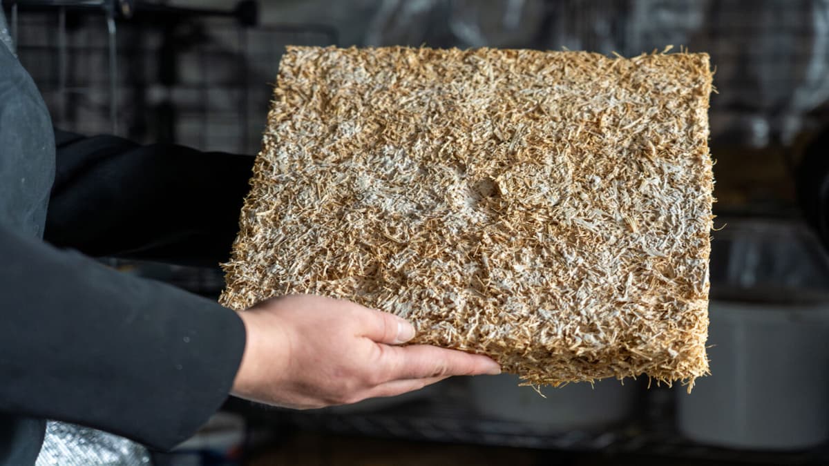 Mycobuild: Isolasi Ramah Lingkungan dari Jamur untuk Bangunan Masa Depan